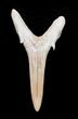 Carcharias (Extinct Sand Tiger) Shark Tooth - Eocene #3421-1